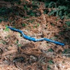 image:imageFunn Upturn HighRise Mountain Bike Handlebar with Bar Clamp 35mm and Width 800mm Durable and Lightweight Alloy Riser Handlebar for MTB and BMX BikeBlue